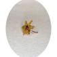 Ôde - Bague