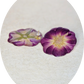 Rose 4 - BO clou